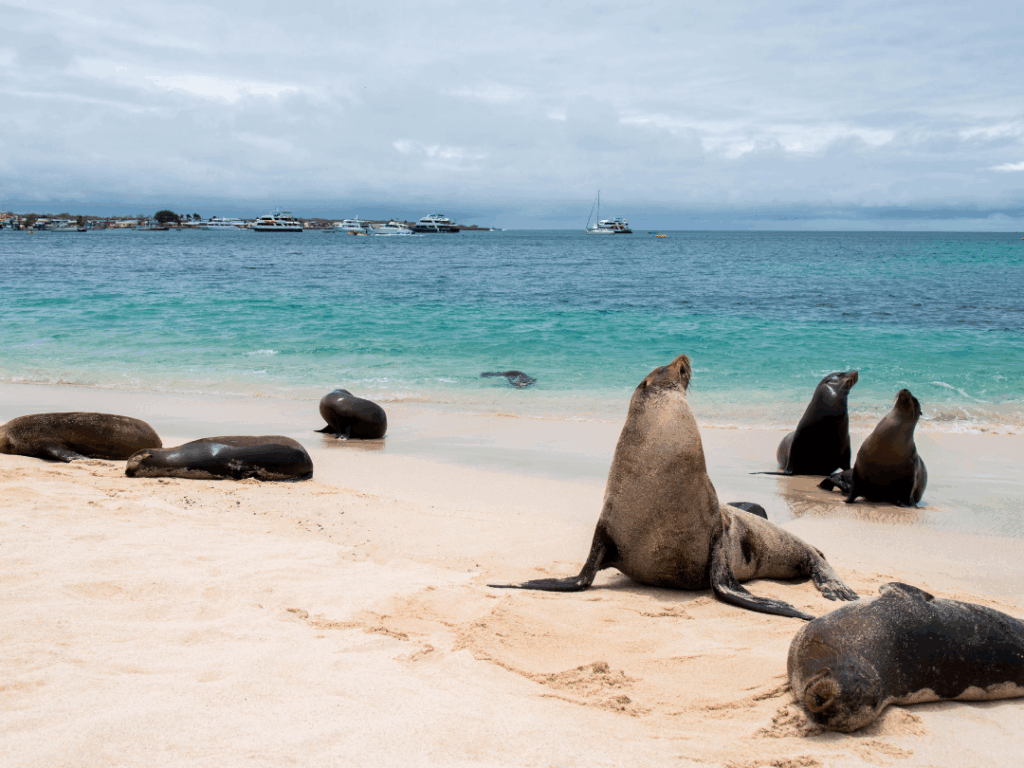 Galápagos Islands sea lions, unique wildlife experience in Ecuador