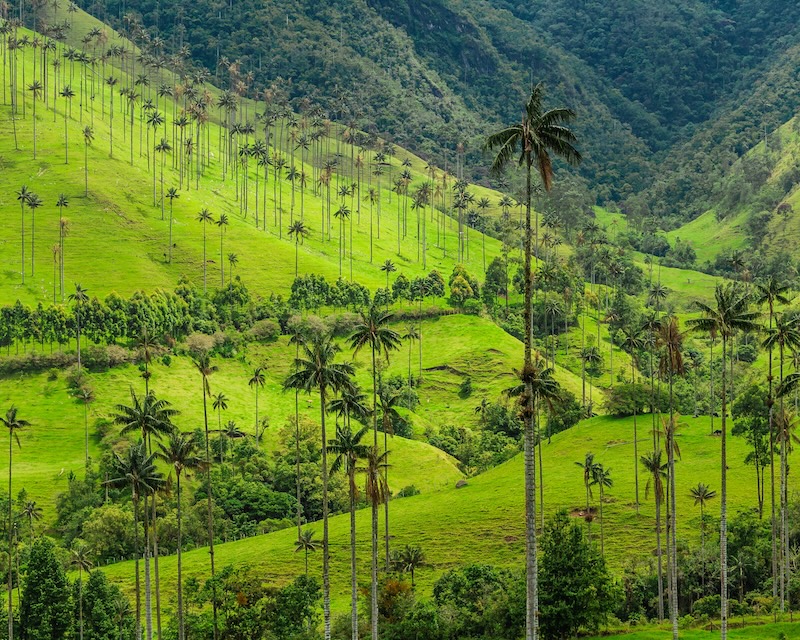 Cocora Valley, home of the world’s tallest wax palms